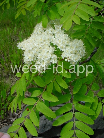 mountain-ash, European